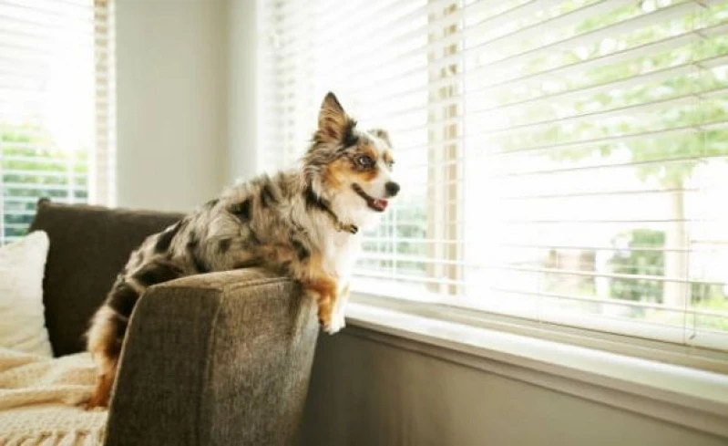 cortina blackout rolo